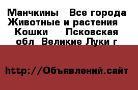 Манчкины - Все города Животные и растения » Кошки   . Псковская обл.,Великие Луки г.